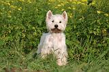 WESTIE 435